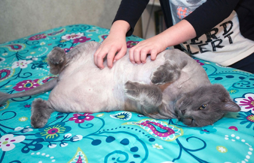 After carers made the decision to completely shave his hair, the massive moggy was instantly relieved of 2lbs worth of weight.  Leo’s carer at the centre - in Nashville, Tennessee - and now permanent owner LaTisha Lampley was shocked by the sheer size of the cat when he arrived at the Cat Shoppe.  